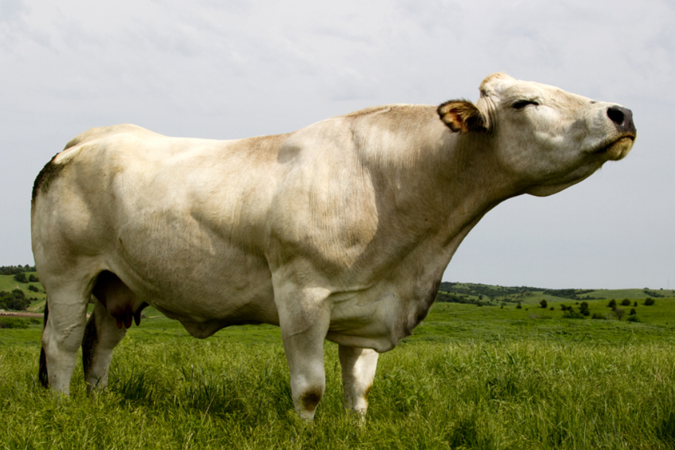 Cow